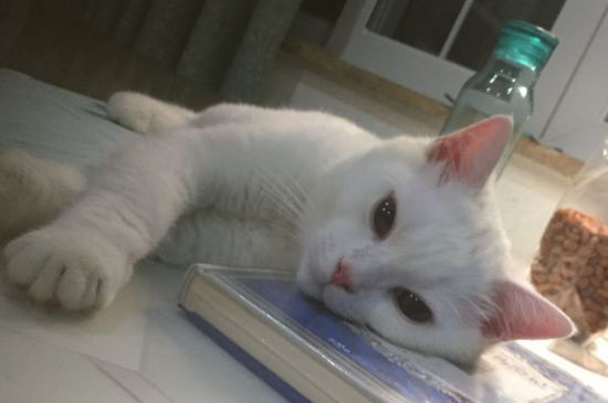 猫咪被打以后的心理