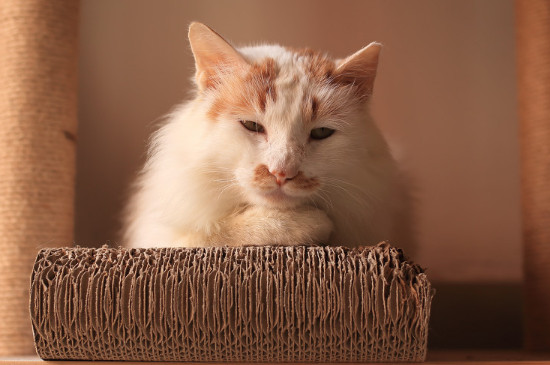 猫咪摔了以后没精神