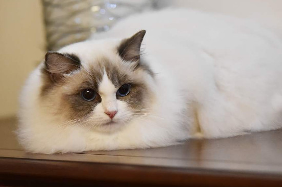 怎么让猫不叫