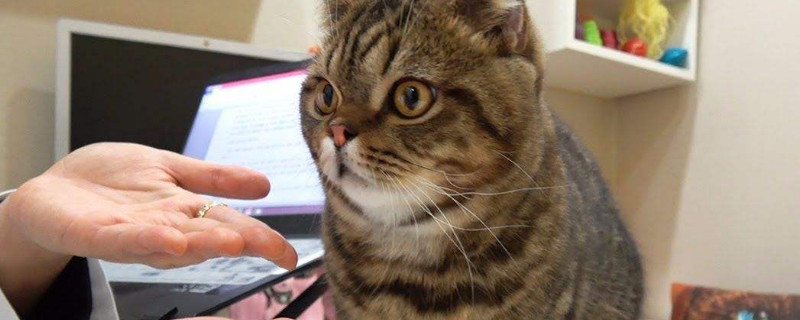 小猫脐带处鼓包