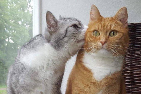 猫7天发一次情正常吗