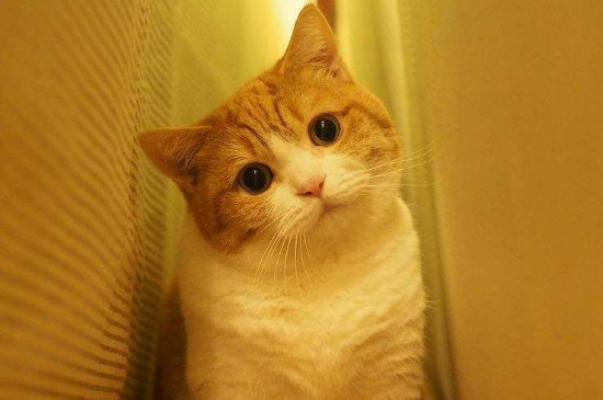 封闭的房间里猫不见了，猫在屋里就是找不到了怎么办