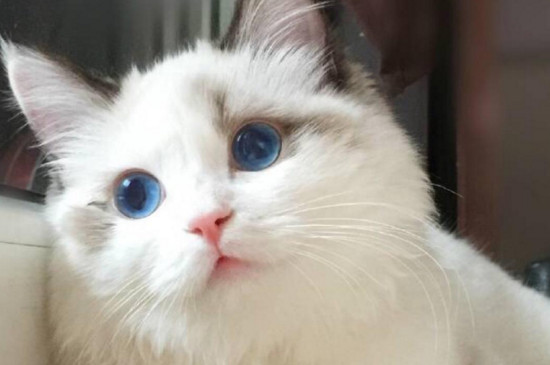 小猫肚子咕咕叫像震动