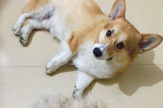 狗狗一般几月份掉毛