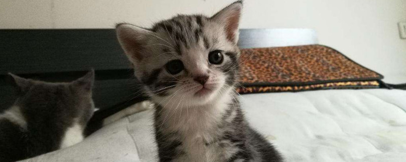 猫咪外驱怎么做