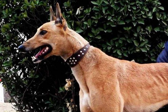 格力犬和灵缇犬的区别，掌握这4点就能快速分辨