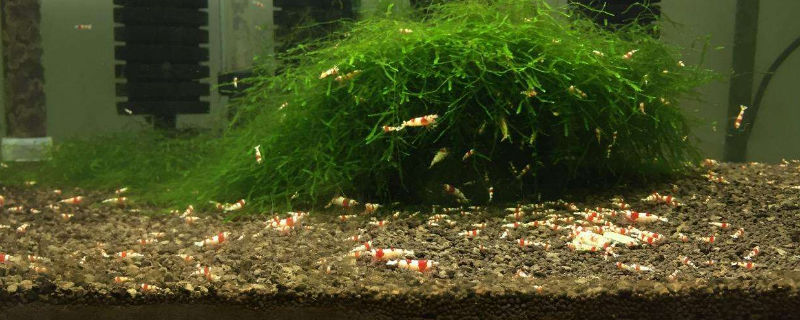 水晶虾缸养什么水草