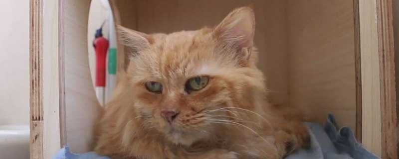猫尿道炎吃什么药