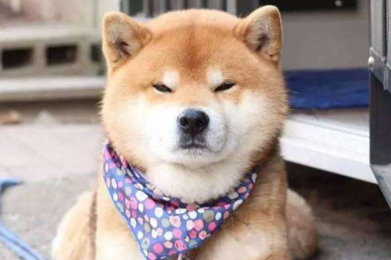 养柴犬是种怎样的体验，爱掉毛个性强出门必须要盯好