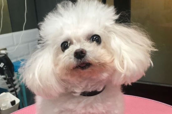 狗手术后疼痛几天