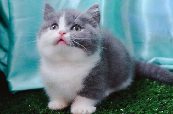 肖战养的猫是什么品种