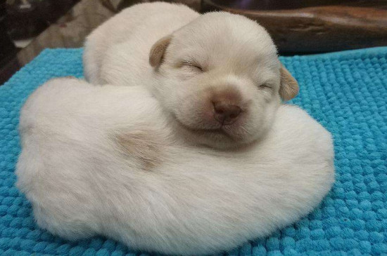 领养的狗狗多久才认新主人