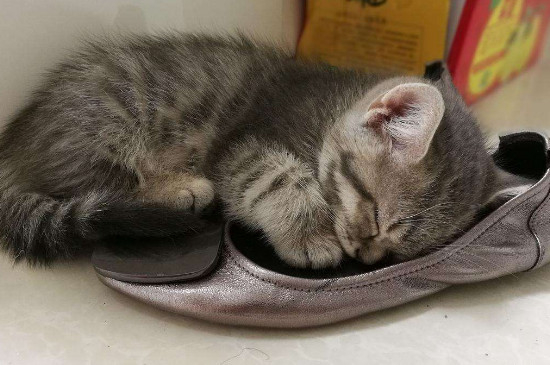 猫吐毛球后多久进食