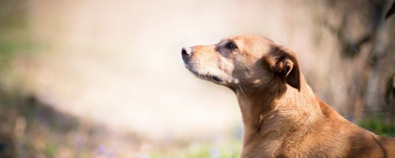 狗狗死了怎么处理