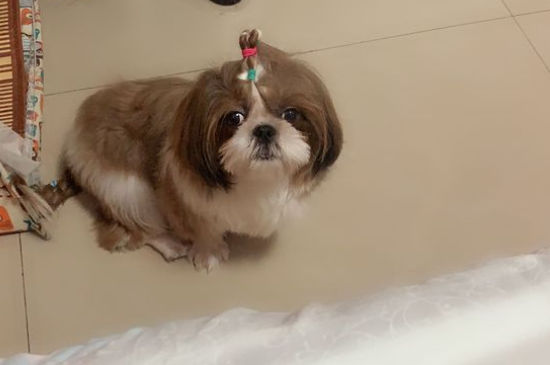 西施犬需要遛吗