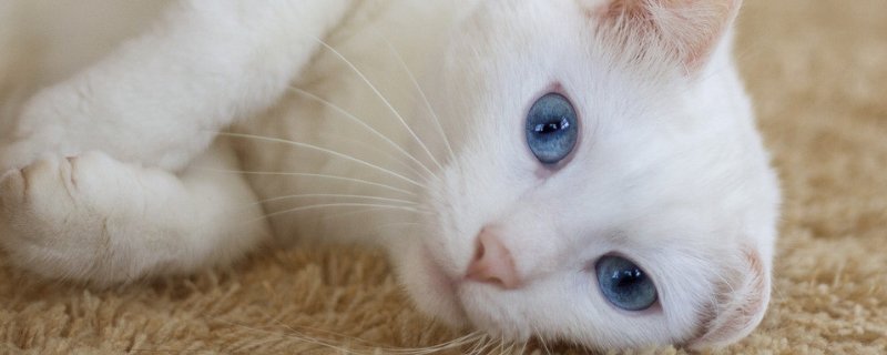 猫猫尿血怎么办