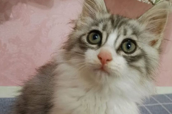 猫咪被门夹了能恢复么