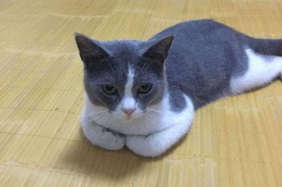 猫咪多少度算发烧
