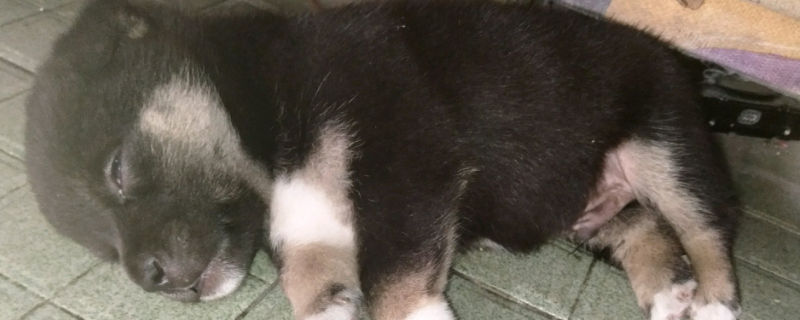 狗狗爪子抓红了要紧吗