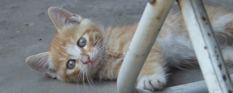 小猫拉血能自愈吗