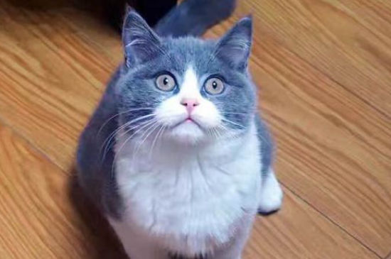 猫鼻子上面发黄