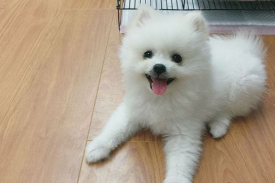 狗狗喝水都吐怎么办