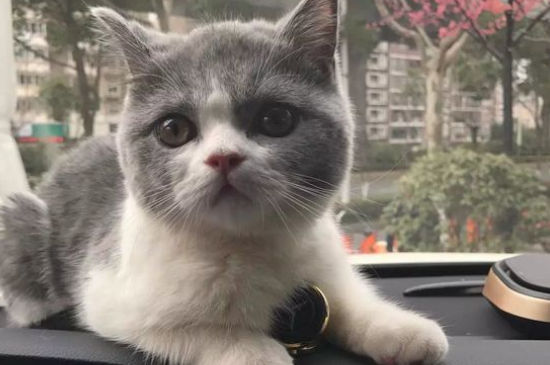 公猫绝育是割哪里