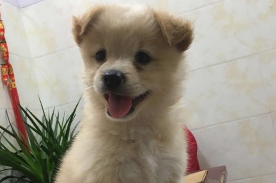 小狗呕吐白色泡沫