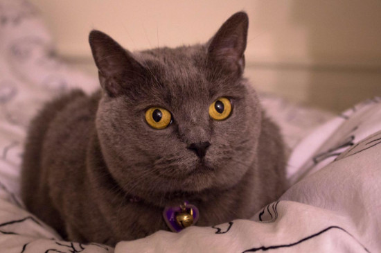 猫咪指甲脱落