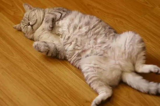 打扰猫咪睡觉会怎么样