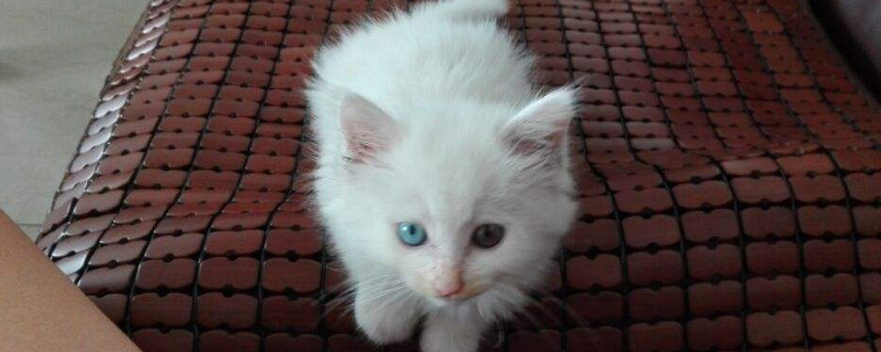 狮子猫啥时候爆毛
