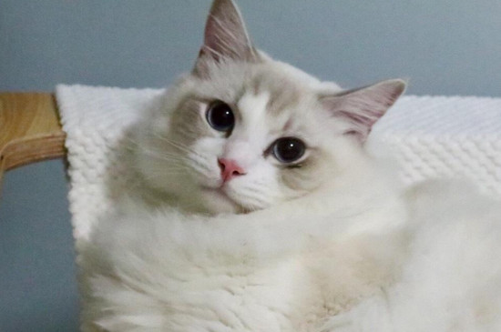猫猫讨厌主人的表现