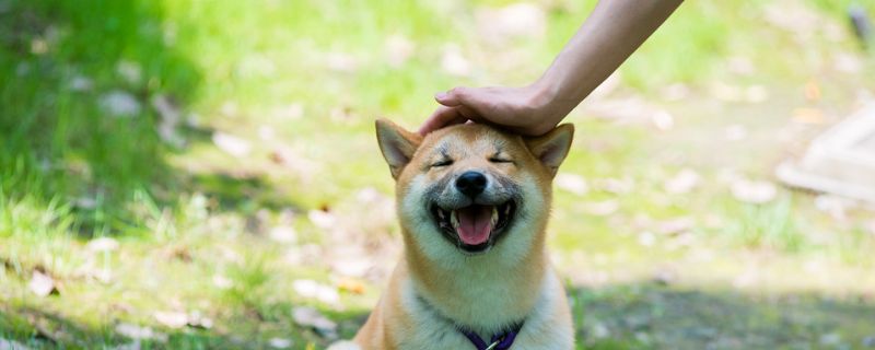 柴犬怕冷吗