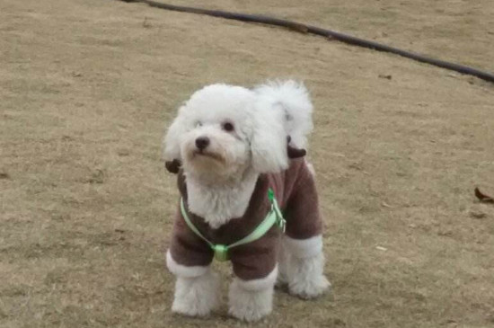 狗冬天掉毛厉害怎么办