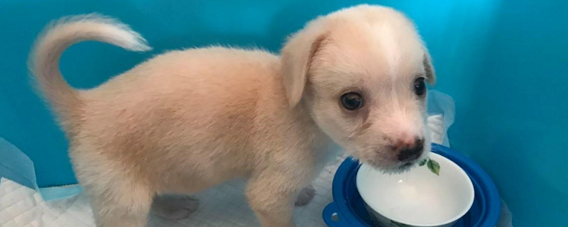怎样让幼犬晚上不哼唧