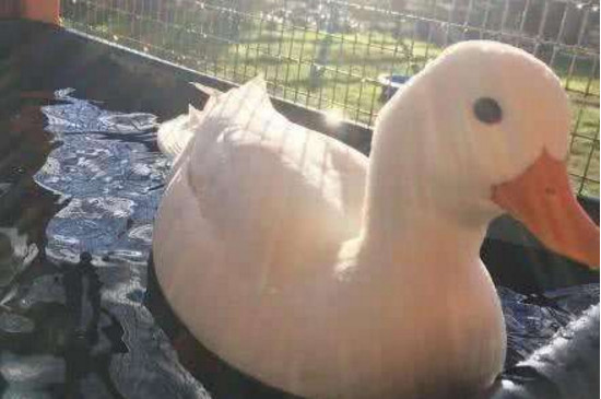 宠物鸭子认主人吗