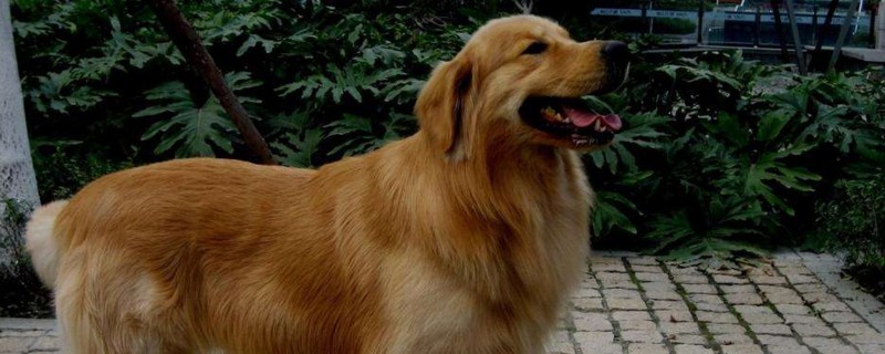 狗狗春天掉毛怎么处理