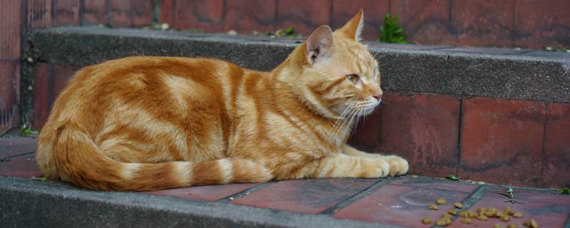 怎么让流浪猫跟你回家