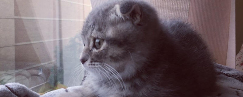 家中养猫有什么好处