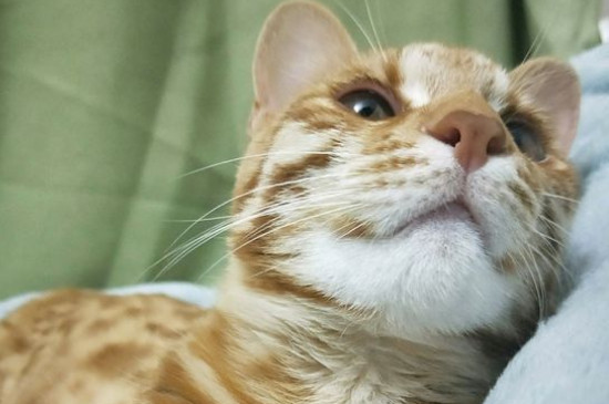 橘猫千万不能养，比较贪吃不爱运动导致很容易长胖