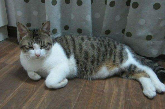 在室内养狸花猫合适吗