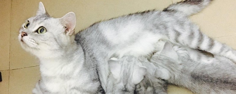 猫粮为什么会生蛆