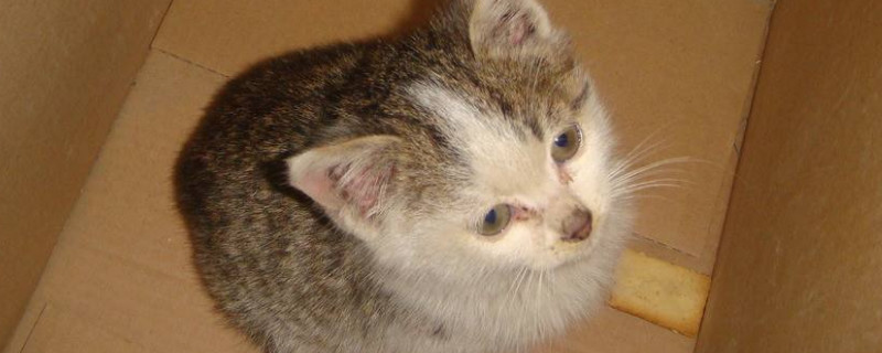 小猫不会叫