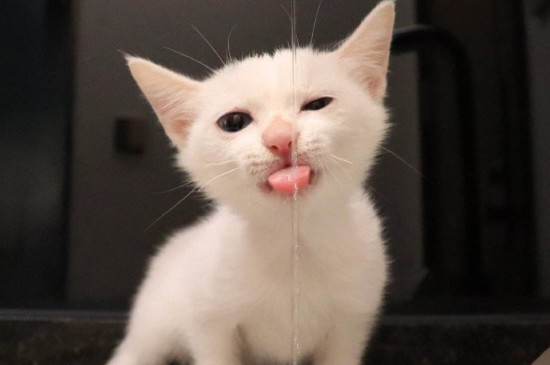 怎样训练猫咪不要玩水