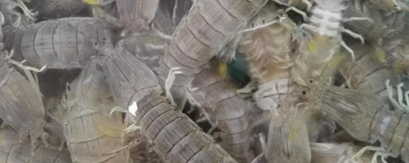 虾虎和皮皮虾的区别