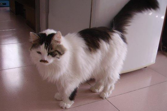猫咪拉肚子两天死了