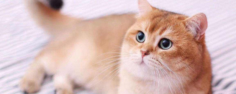 猫条可以天天喂吗