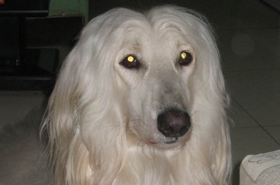 为何中国禁止阿富汗犬