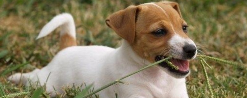 狗缺微量元素症状
