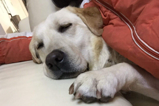狗狗肠胃不好怎么调理